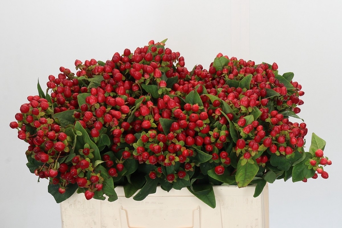 <h4>Hypericum Magical Triumph</h4>