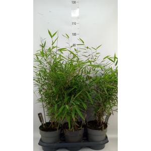 Fargesia nitida 'Black Pearl'