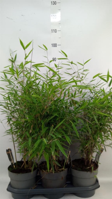 <h4>Fargesia nitida 'Black Pearl'</h4>