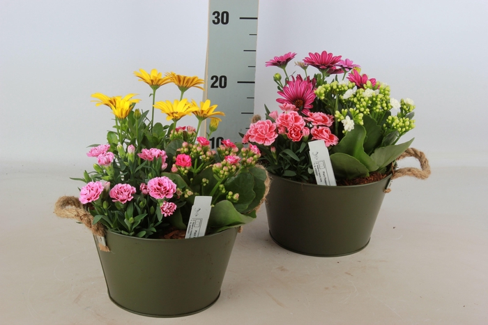 <h4>ARR TUINPLANTEN</h4>