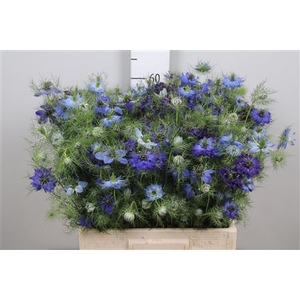 Nige Dam Blue