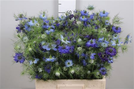 <h4>Nige Dam Blue</h4>
