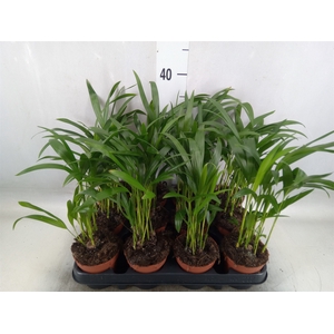Dypsis lutescens   ...Chrysalidoca