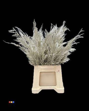 <h4>Coniferen Platina</h4>