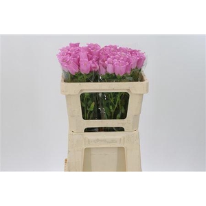 Camp M Champion Pink