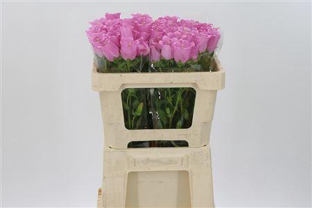 Camp M Champion Pink