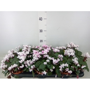 Cyclamen coum