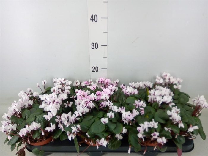 <h4>Cyclamen coum</h4>