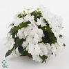 Impatiens NG 'Celebration White'