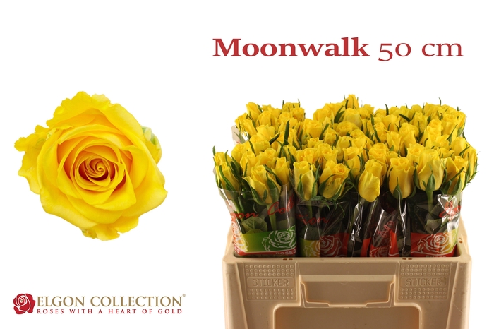 <h4>R GR MOONWALK</h4>