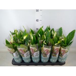 Spathiphyllum  'Chopin'