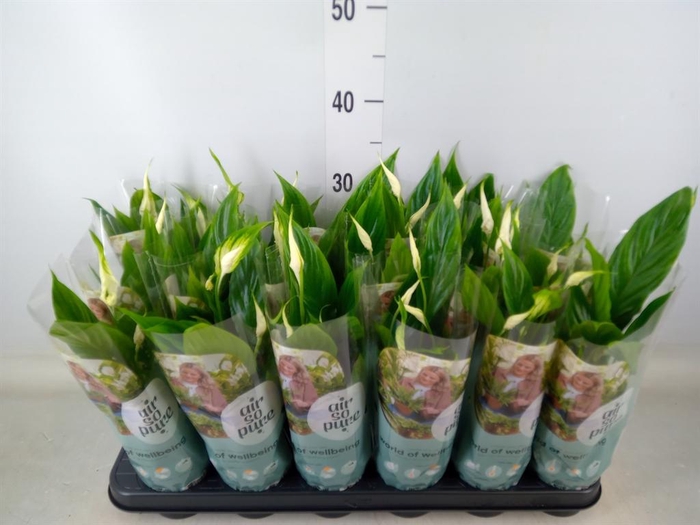 <h4>Spathiphyllum  'Chopin'</h4>