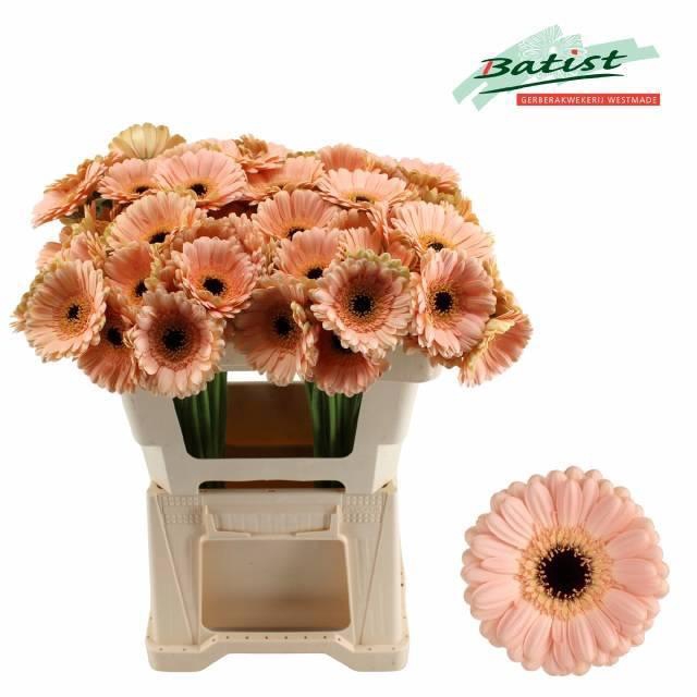 <h4>GE MI ESPRESSO</h4>