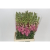 Antirrhinum Potomac Cherry Pink