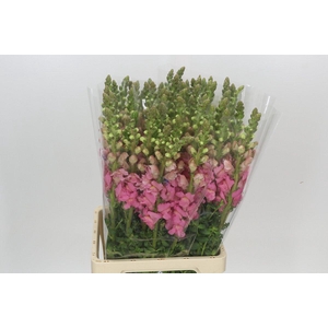 Antirrhinum Potomac Cherry Pink