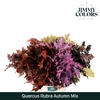 Dec Eikenblad Rubra Autumn Mix