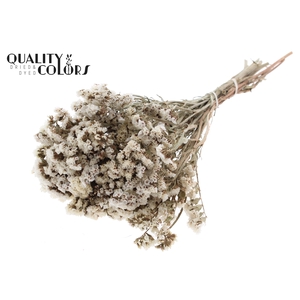 Statice per bunch Natural White
