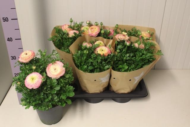 <h4>RANUN SUC XXL GEM</h4>