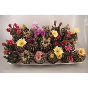 Cactus bloeiend gemengd