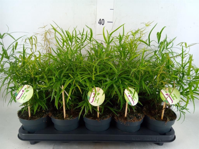 <h4>Asparagus falcatus</h4>