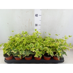 Hedera helix 'Goldchild'