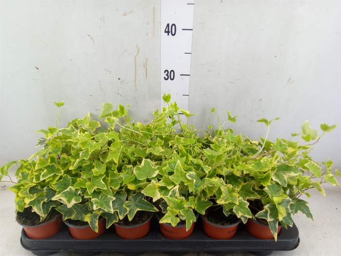 <h4>Hedera helix 'Goldchild'</h4>