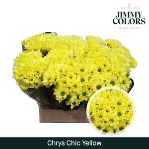 Chrys tros Chic Yellow