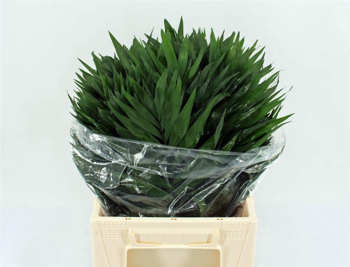 <h4>Chico Jumbo</h4>