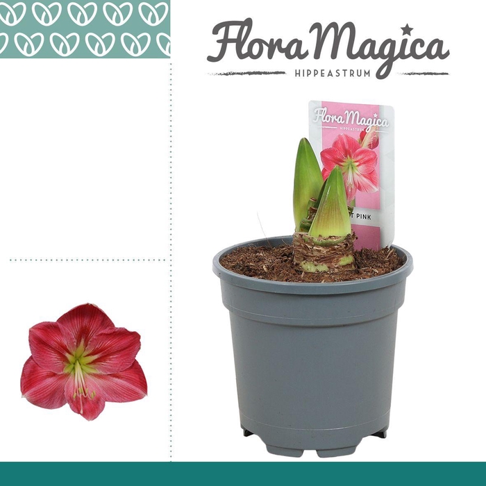 <h4>Amaryllis Sweet Pink 2 Knop</h4>