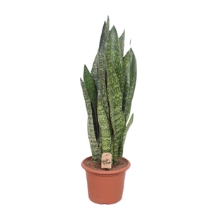 Sansevieria aubrytiana