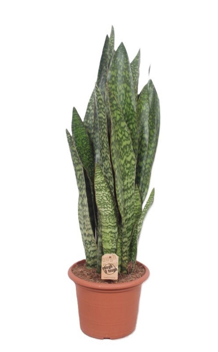 <h4>Sansevieria aubrytiana</h4>