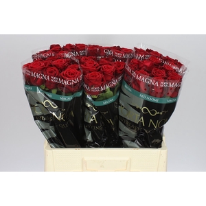 Rosa Gr Red Naomi Porta