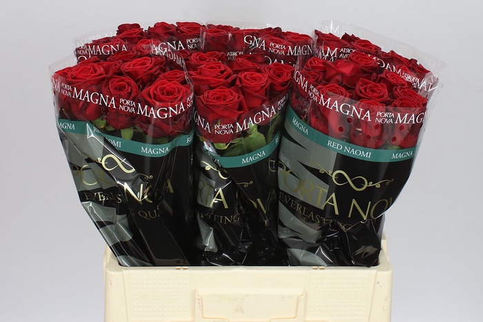 <h4>Rosa Gr Red Naomi Porta</h4>