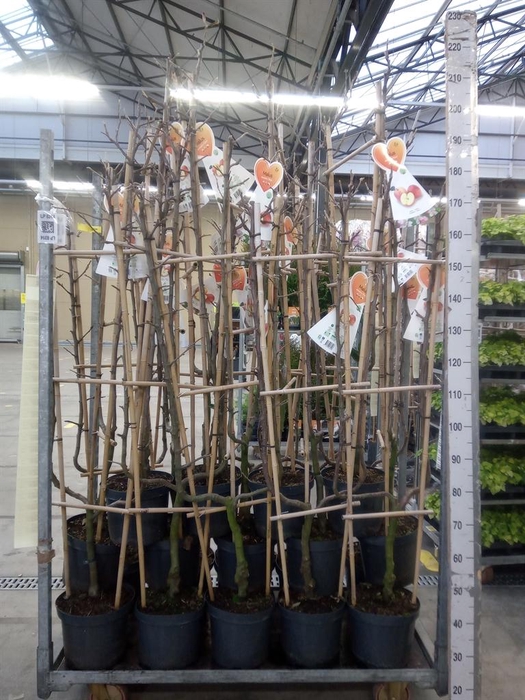 <h4>Malus x dom.</h4>