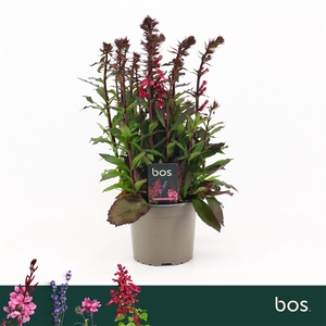 Lobelia Speciosa, Starship Rose