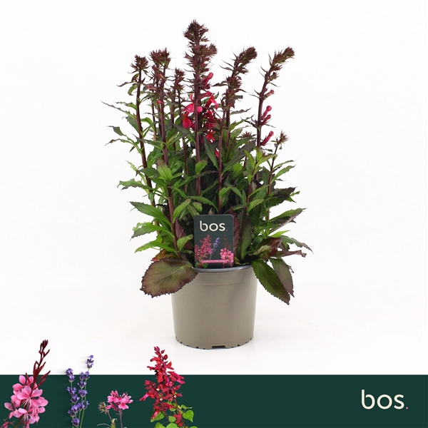 <h4>Lobelia Speciosa, Starship Rose</h4>