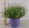 Lavandula angustifolia Essence Pur
