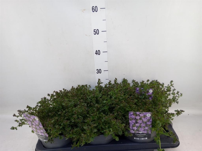 <h4>Campanula porten. 'Catharina'</h4>