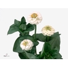 ZINNIA LILL WHITE