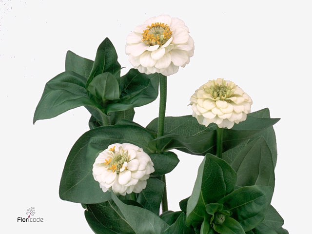 ZINNIA LILL WHITE