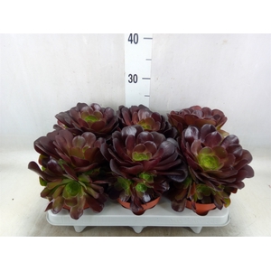 Aeonium arboreum 'Velours'