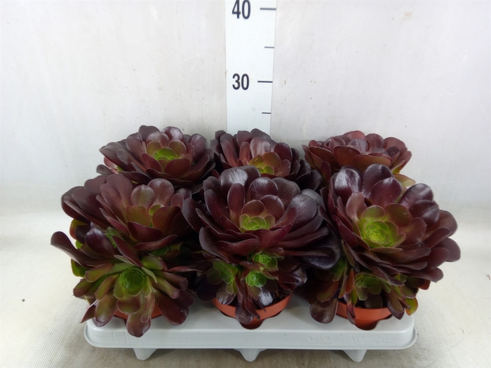 <h4>Aeonium arboreum 'Velours'</h4>