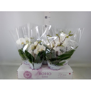 Phalaenopsis   ...white