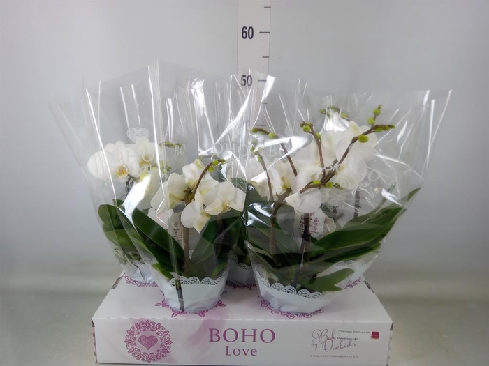 <h4>Phalaenopsis   ...white</h4>