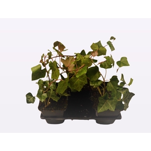 Hedera helix 'Hesma'