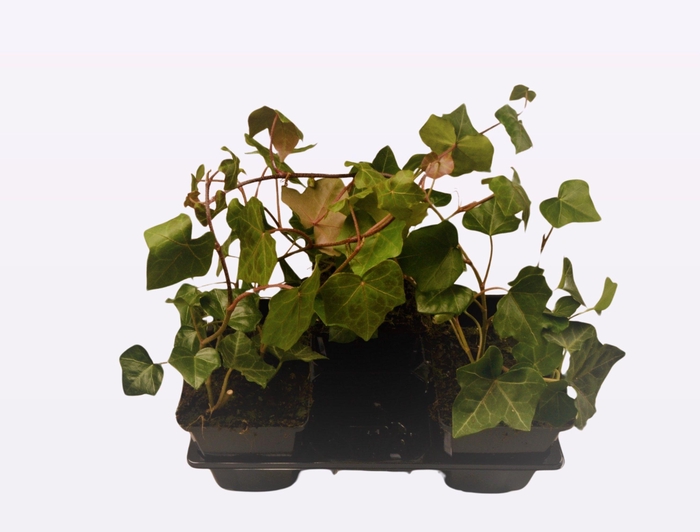 Hedera helix 'Hesma'