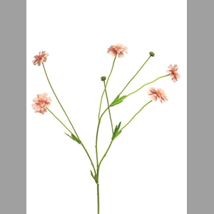 Centaurea madelon lt pink 64cm