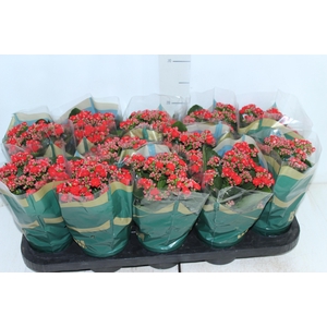 KALANCHOE DOBRADO P11 VERMELHO