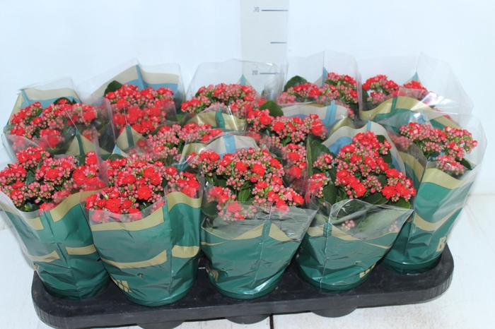 <h4>KALANCHOE DOBRADO P11 VERMELHO</h4>