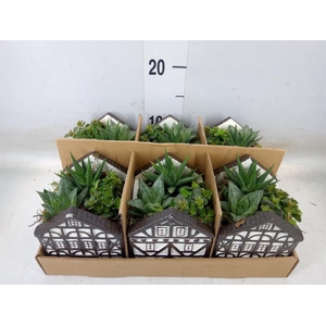 Arr.   Kamerplant Groen L%